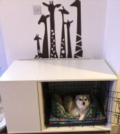 Kobe adore sa nouvelle chambre 