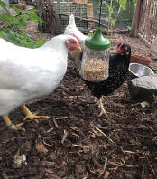 Des poulets picorant des graines à partir de leur jouet à picorer suspendu.