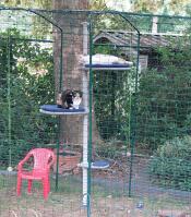 Ils apprécient énormément le catio et la perche !