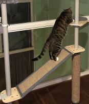Chat grimpant par la rampe