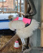 Silkie dans son costume Snow