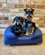 Deux petits chiens sur un lit bleu avec des pieds en bois