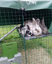 Mes deux lapins géants et ma tête de lion s'adaptent parfaitement à ma plate-forme Omlet.