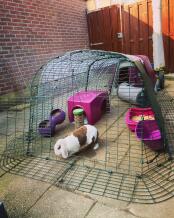 Violet Eglu Go clapier à lapin avec parcours, Zippi abri et lapin