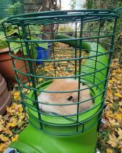Darwin peeping