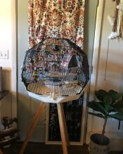 Une cage à oiseaux Omlet Geo dans la maison d'un particulier