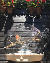 Une cage à oiseaux Geo à l'extérieur dans un jardin.