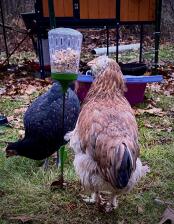 Poulets qui picorent Omlet jouet à picorer