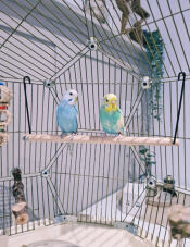 Duchesse et dolly