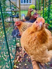Nos poulets heureux sur leur perchoir de 2m.