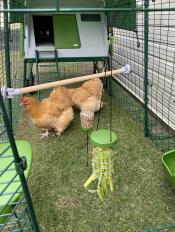 Deux poulets partageant l'espace d'un poulailler