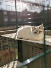 Un chat se reposant confortablement sur sa tablette extérieure, à l'intérieur de son catio