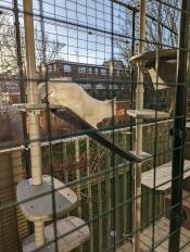 Un chaton jouant sur son arbre à chat extérieur à l'intérieur d'un catio