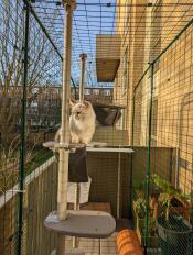 Un chat profitant du soleil depuis son arbre à chat extérieur