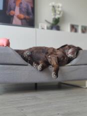 Nina, 14 ans labrador chocolat 