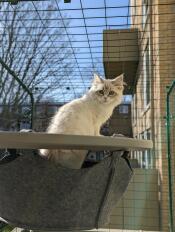 Un chat dans le hamac de son arbre à chat extérieur