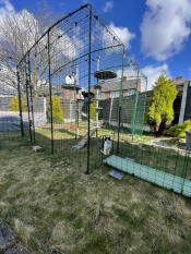 3/6 chats dans la cage