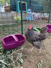 Ma poule, Tigresse, qui va boire