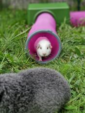 Bébé cochon d'inde dans son tunnel