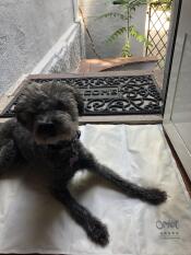 Chien couché sur Omlet tapis de refroidissement pour chien
