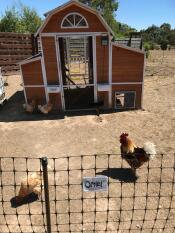 Notre installation pour les poulets. ressemble à Good, mais le poulailler Omlet durera plus longtemps. 