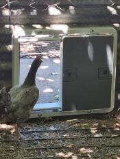 Un bantam qui regarde la nouvelle porte.