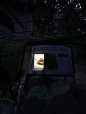 Poule dans un poulailler Cube avec une lumière allumée la nuit