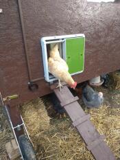 Poule sortant d'un poulailler en bois avec Omlet porte de poulailler automatique verte