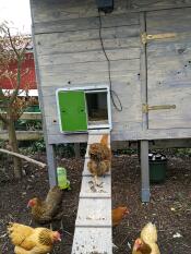 Un poulet marchant sur une rampe dans un poulailler avec une ouverture de porte automatique attachée.