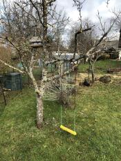 Mise en place de la balancoire sous un Pommier au sein du parc des poules