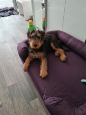 Un chien allongé sur un lit pour chien à traversin violet