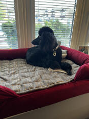 Stevie peut maintenant regarder la rue avec style ! il adore son nouveau lit bolster.