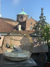 3 petits oiseaux dans leur cage Golden, sur un balcon ensoleillé