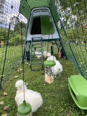 De jolies poules duveteuses qui s'amusent à picorer dans leur poulailler.