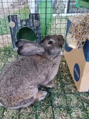 Un lapin qui déguste des friandises en forme de dôme dans son porte-bonbons