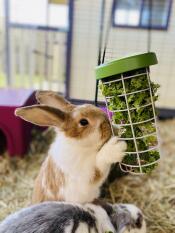 Nos lapins adorent manger les légumes qui se trouvent dans la boîte à friandises !