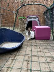 Un lapin sortant d'un abri violet dans un parcours attaché à un clapier violet Go 