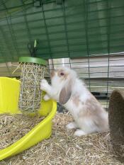 Un lapin savourant un peu de foin provenant de son distributeur de friandises