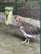 Une poule qui se nourrit de légumes provenant de sa boîte à friandises