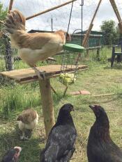 Un défi amusant pour les poules !