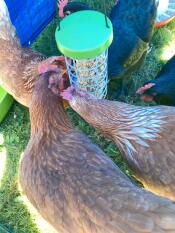 Poulets avec Omlet Caddi support pour les friandises des poulets