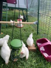 Un troupeau de poules appréciant le support de friandises Caddie.