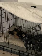 Raka heureux dans sa cage 