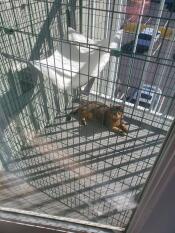 Un enclos de balcon pour chat avec un chat à l'intérieur au soleil