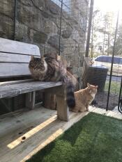 Chats à l'intérieur Omlet catio