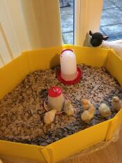 De nouvelles additions à la famille adams