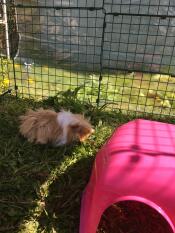 Un cochon d'inde appréciant l'ombre fournie par une couverture dans son enclos