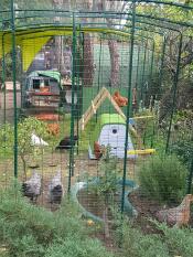 Eglu Cube grand poulailler et Eglu Go poulailler à l'intérieur de Omlet parcours pour poules.