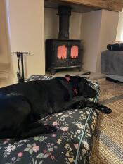 Un grand chien dormant sur le coussin pour chien midnight meadow.