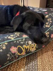 Un chien se reposant sur le coussin de la prairie de minuit.